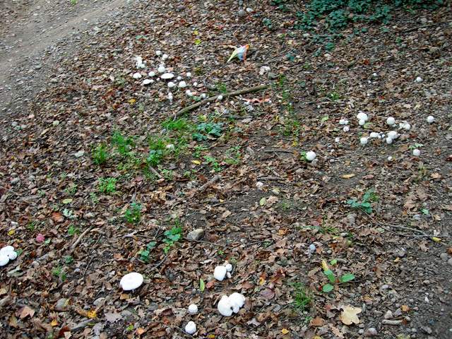 Volvariella  terrea  sp.nov.